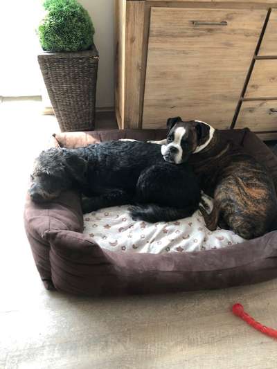 eure Spitznamen für die Vierbeiner-Beitrag-Bild