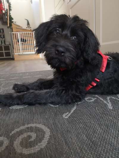 Welpen Bilder !-Beitrag-Bild