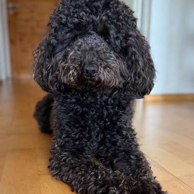 Haarverlust Goldendoodle F1-Beitrag-Bild