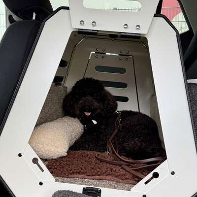 Welches Auto mit welchem Hund-Beitrag-Bild