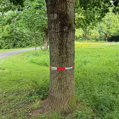 Giftköder-Eichenprozessionsspinner-Bild