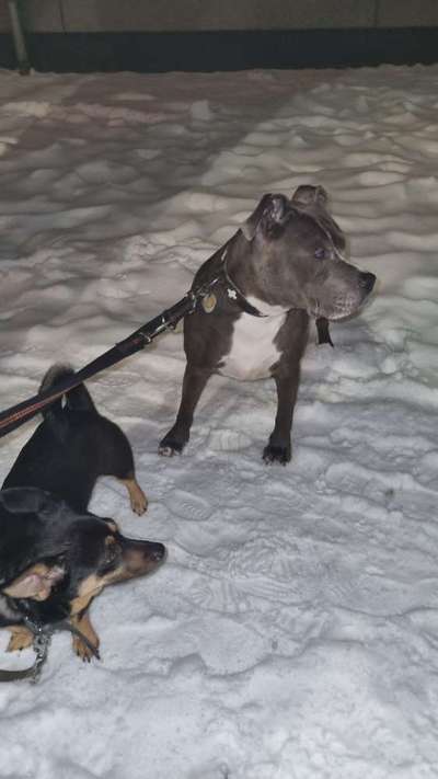 Freunde von 'Kampfhunden'-Beitrag-Bild