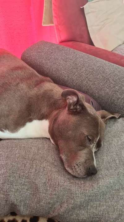 Freunde von 'Kampfhunden'-Beitrag-Bild