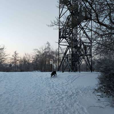 Hundetreffen-Gassirunde auf dem Kohlberg-Bild