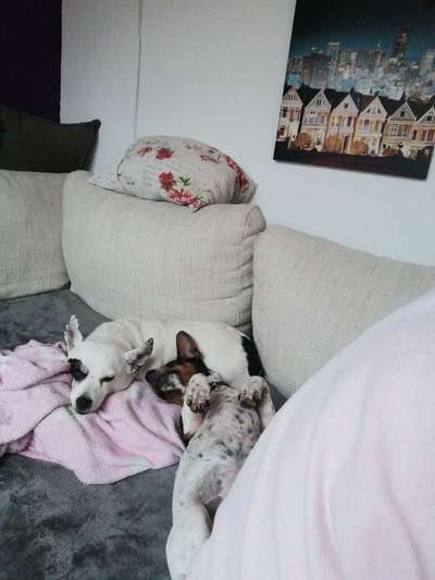 Wo sind die Jack und Parson Russell Terrier?-Beitrag-Bild