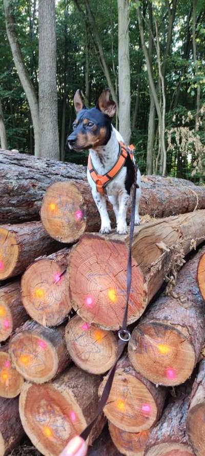 Wo sind die Jack und Parson Russell Terrier?-Beitrag-Bild