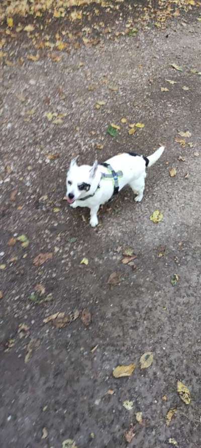 Wo sind die Jack und Parson Russell Terrier?-Beitrag-Bild