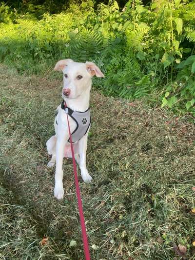 Hunde aus Griechenland-Beitrag-Bild