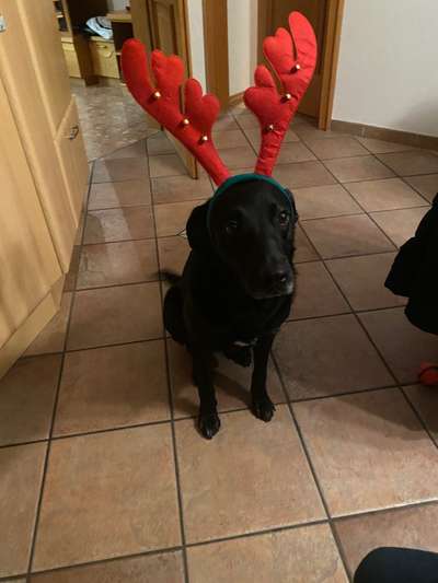 Dogorama Photo Challenge - Tre Chic!-Beitrag-Bild