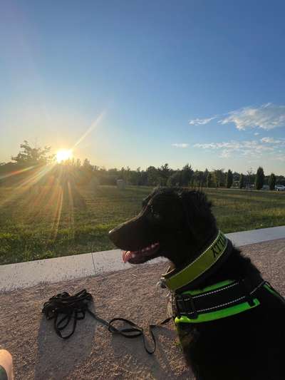 Hunde Porträt (Portrait) Galerie....-Beitrag-Bild