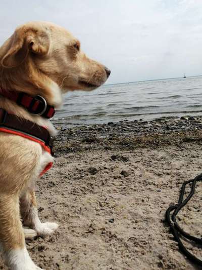 Dogorama-Monats-Challenge-Mai "Wasser"-Beitrag-Bild