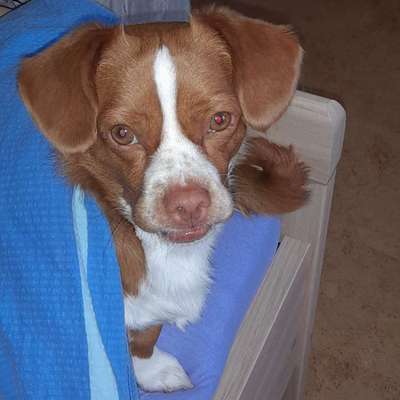 Hundetreffen-Gassigehen-Bild