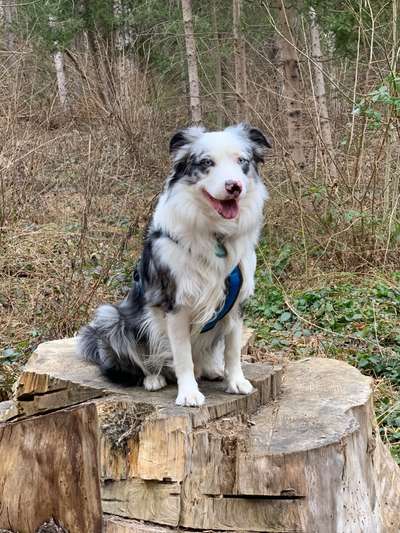 31. Collagen Challenge - Bänke/ Steine /Baumstümpfe-Beitrag-Bild
