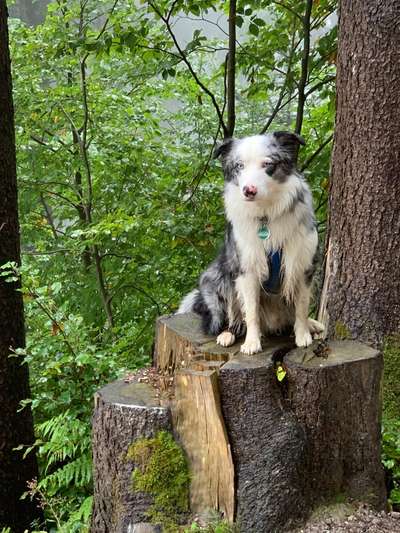 31. Collagen Challenge - Bänke/ Steine /Baumstümpfe-Beitrag-Bild