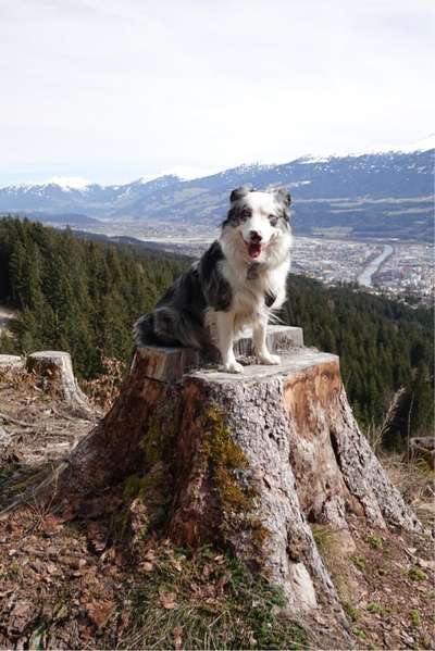 31. Collagen Challenge - Bänke/ Steine /Baumstümpfe-Beitrag-Bild