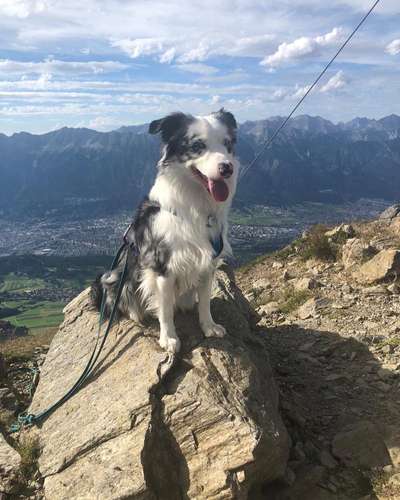 31. Collagen Challenge - Bänke/ Steine /Baumstümpfe-Beitrag-Bild