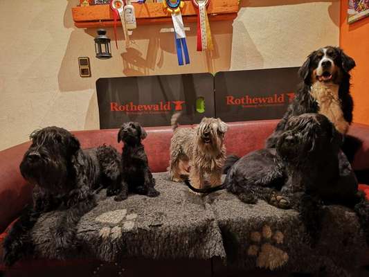 Wo sind die Riesenschnauzer?-Beitrag-Bild