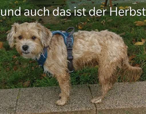 Dogorama Photo Challenge - Pfützen & Spiegelungen-Beitrag-Bild