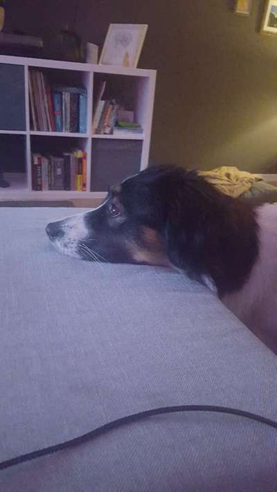 Junger Rüde hat Liebeskummer-Beitrag-Bild