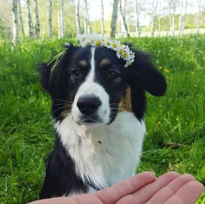 Die Dogorama Kalender Challenge Titelbild-Beitrag-Bild