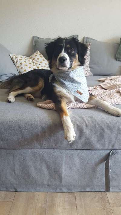 Spitz--Zwergspitz--kleinspitz---mittelspitz----Großspitz--Wolfsspitz-Beitrag-Bild