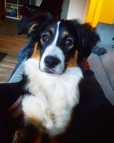 zeigt mal eure schönsten Fotos von euren Lieblingen.-Beitrag-Bild