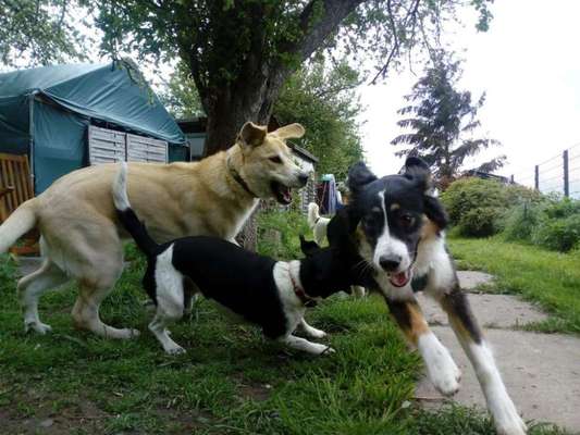 Die Dogorama Wochen Challenge-Beitrag-Bild