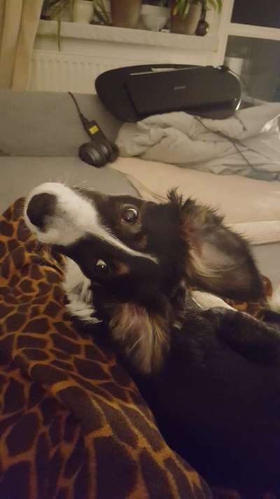 Die Dogorama Wochen Challenge-Beitrag-Bild