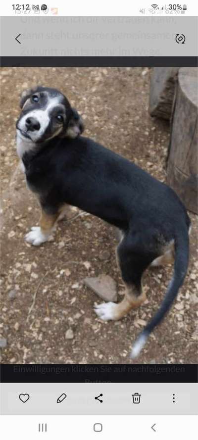 Welpen Bilder !-Beitrag-Bild