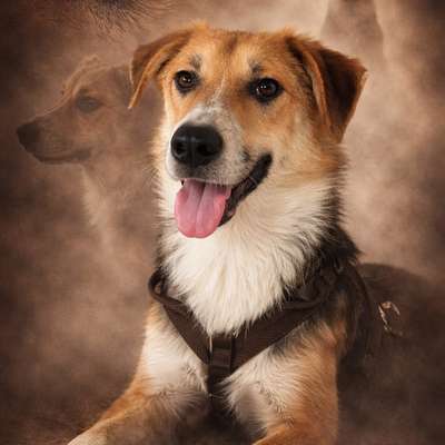 Hundetreffen-Spaziergänge-Bild