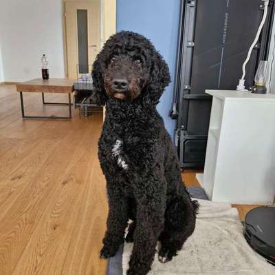 Hundetreffen-Kennenlernen/Spieltreff-Bild