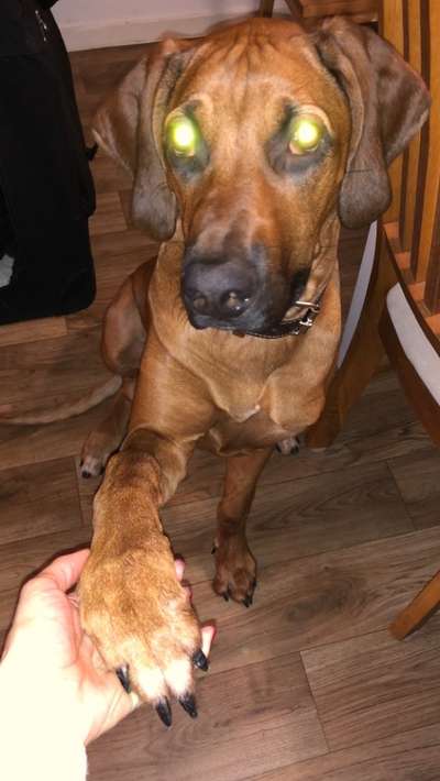 Rhodesian Ridgeback-Beitrag-Bild