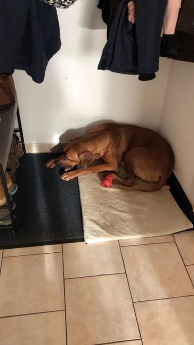 Hundetreffen-Tobe treffen am Strand Behrensdorf-Bild