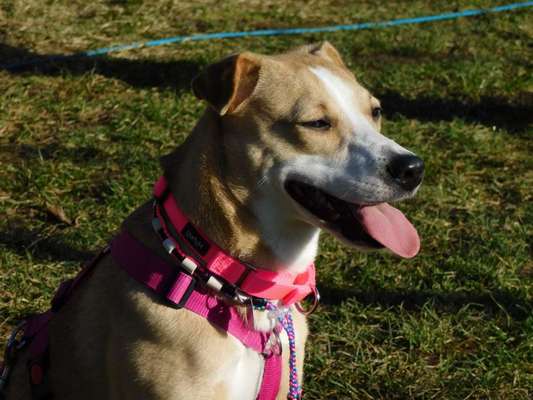 Dogorama Photo Challenge - Einmal lächeln bitte-Beitrag-Bild