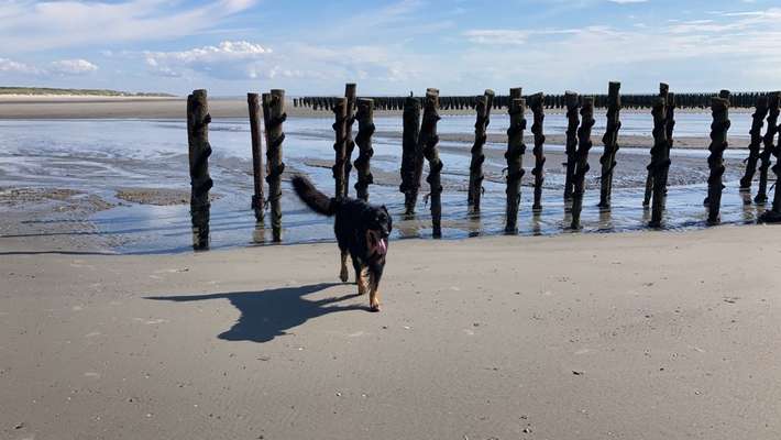 Die Dogorama Wochen Challenge: “Dein Hund im Urlaub”-Beitrag-Bild