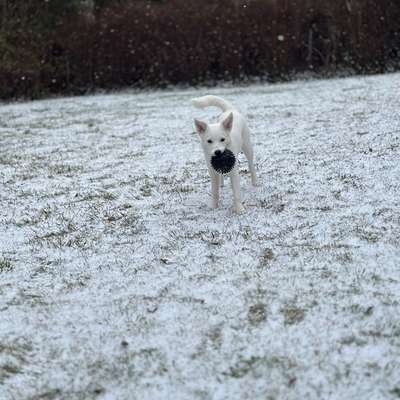 Hundetreffen-Gassi und Spielrunden-Bild