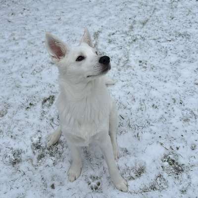 Hundetreffen-Gassi und Spielrunden-Bild