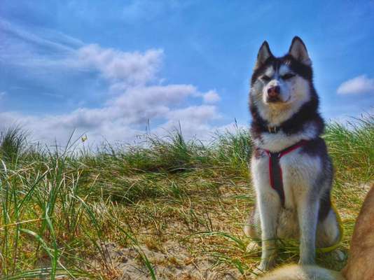 Dogorama Photo Challenge - Der Frühling kommt-Beitrag-Bild