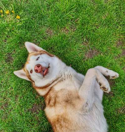 Dogorama Photo Challenge - Der Frühling kommt-Beitrag-Bild