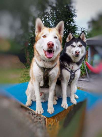 Husky-Beitrag-Bild