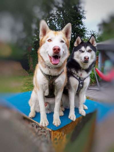 Husky-Beitrag-Bild