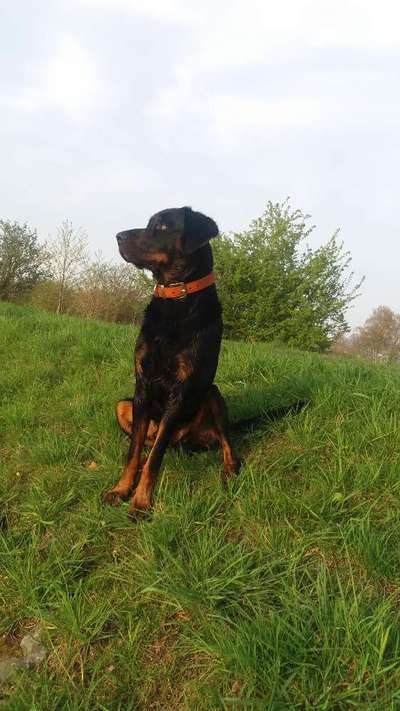 Mischlingshunde Foto Aufruf-Beitrag-Bild