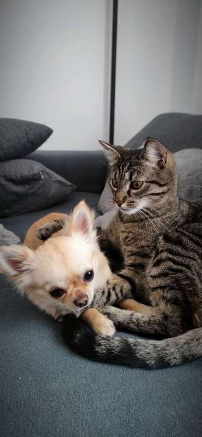 Hund und Katz Momente-Beitrag-Bild