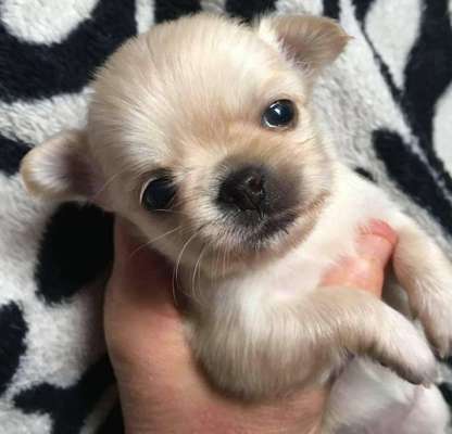 Als Welpen sind sie alle noch süßer-Beitrag-Bild