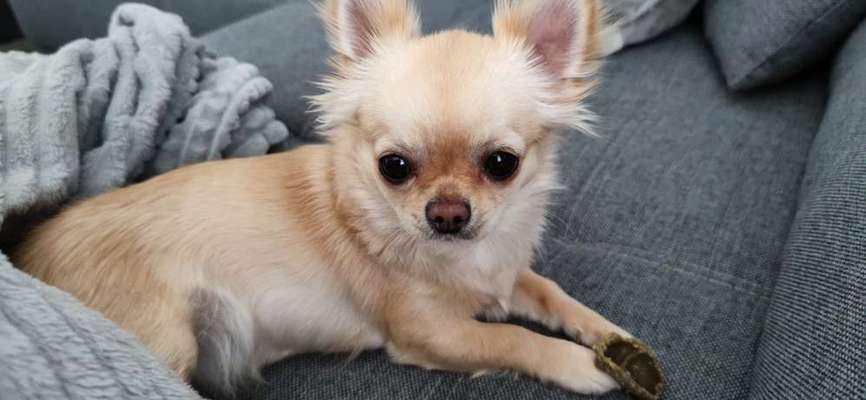 Als Welpen sind sie alle noch süßer-Beitrag-Bild