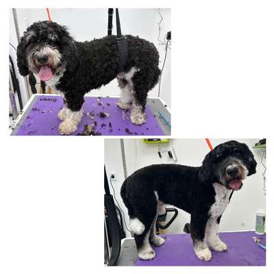 Hundefriseure-Tiersalon CreHairtiv4Pets-Bild