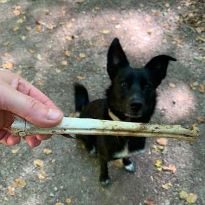 Hundetreffen-Denny sucht Freunde zum Gassi gehen&spielen-Bild