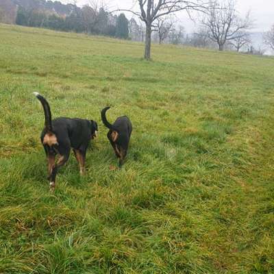 Hundetreffen-Hundekumpels gesucht-Bild