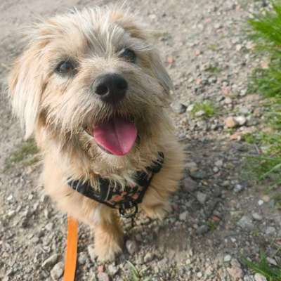 Hundetreffen-Spielrunde / Gassirunde-Bild
