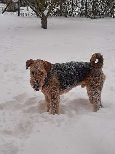 Airedale Terrier-Beitrag-Bild